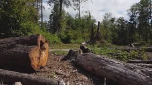 Best Fruit Tree Pruning  in Hobbs, NM
