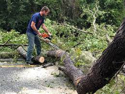 Best Tree Health Inspection  in Hobbs, NM