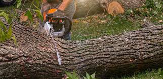 Best Tree Preservation Services  in Hobbs, NM