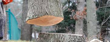 Hobbs, NM Tree Removal Company