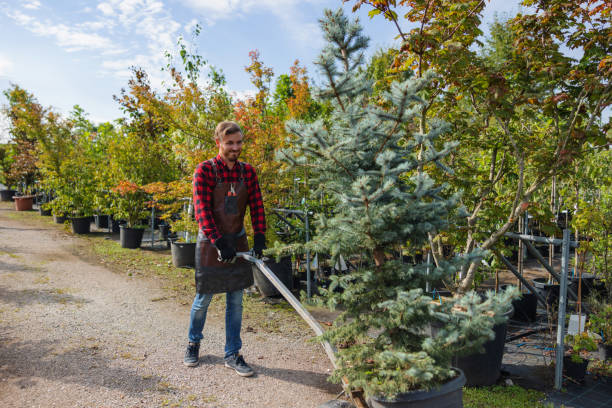 Best Tree Mulching  in Hobbs, NM