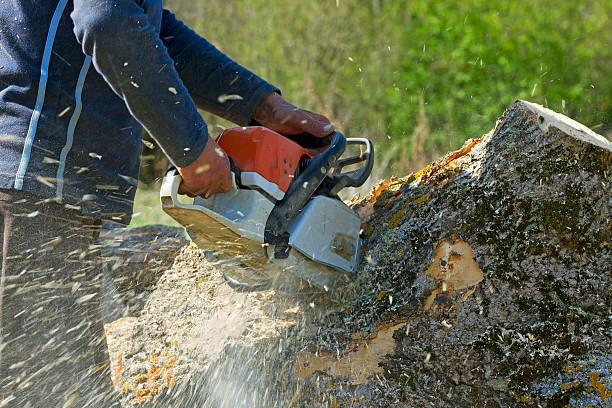 Best Leaf Removal  in Hobbs, NM